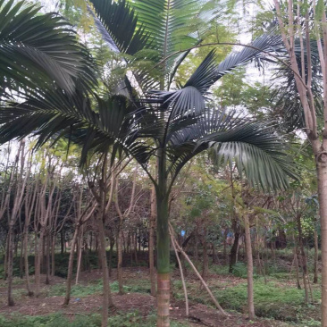 福建批发精品假槟榔假槟榔树种植基地假槟榔批发直销价格