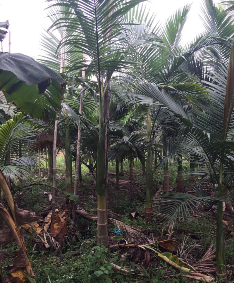 福建批发精品假槟榔假槟榔树种植基地假槟榔批发直销价格