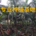 福建批发精品假槟榔假槟榔树种植基地假槟榔批发直销价格