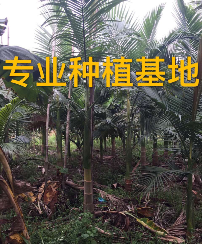 福建批发精品假槟榔假槟榔树种植基地假槟榔批发直销价格