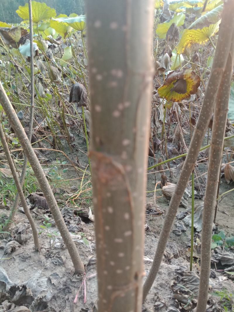 杨树苗诃南民权县庄子镇