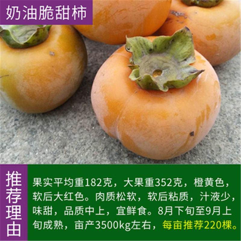 柿子树苗嫁接（日本脆柿，磨盘，黑柿，无核柿，太阳金柿等）