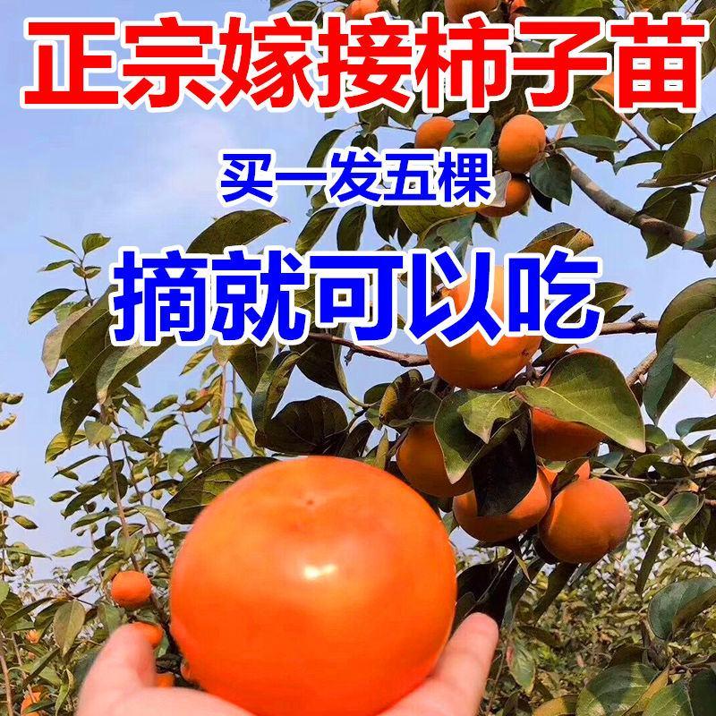柿子树苗嫁接（日本脆柿，磨盘，黑柿，无核柿，太阳金柿等）