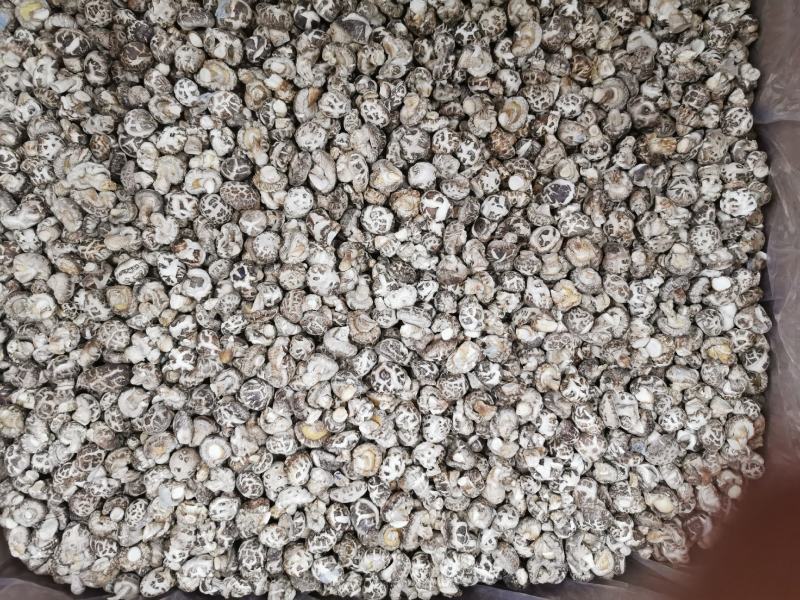 产地批发优质花菇量大稳定香菇干货大小规格都有