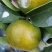 金秋一级果砂糖橘2000万斤
