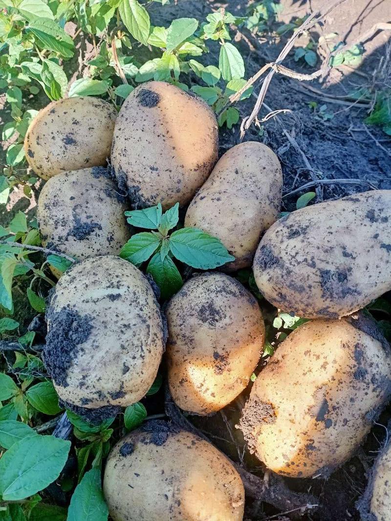 【精品土豆】土豆吉林优金885东北土豆产地直发
