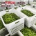安徽大青豆大量上市本地青豆种植面积广欢迎实地考察