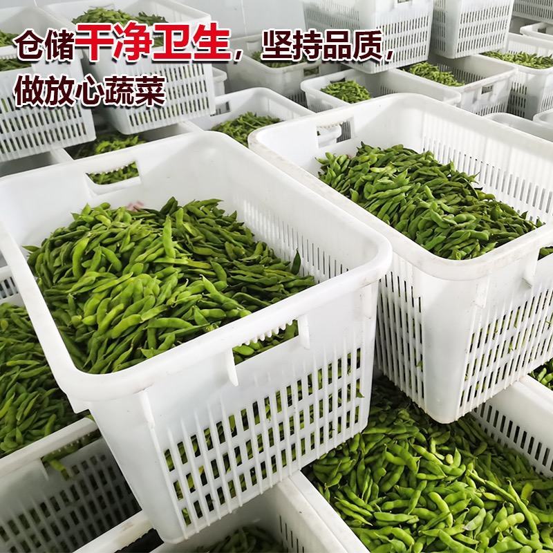 安徽大青豆大量上市本地青豆种植面积广欢迎实地考察