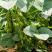 安徽大青豆大量上市本地青豆种植面积广欢迎实地考察