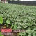 安徽大青豆大量上市本地青豆种植面积广欢迎实地考察