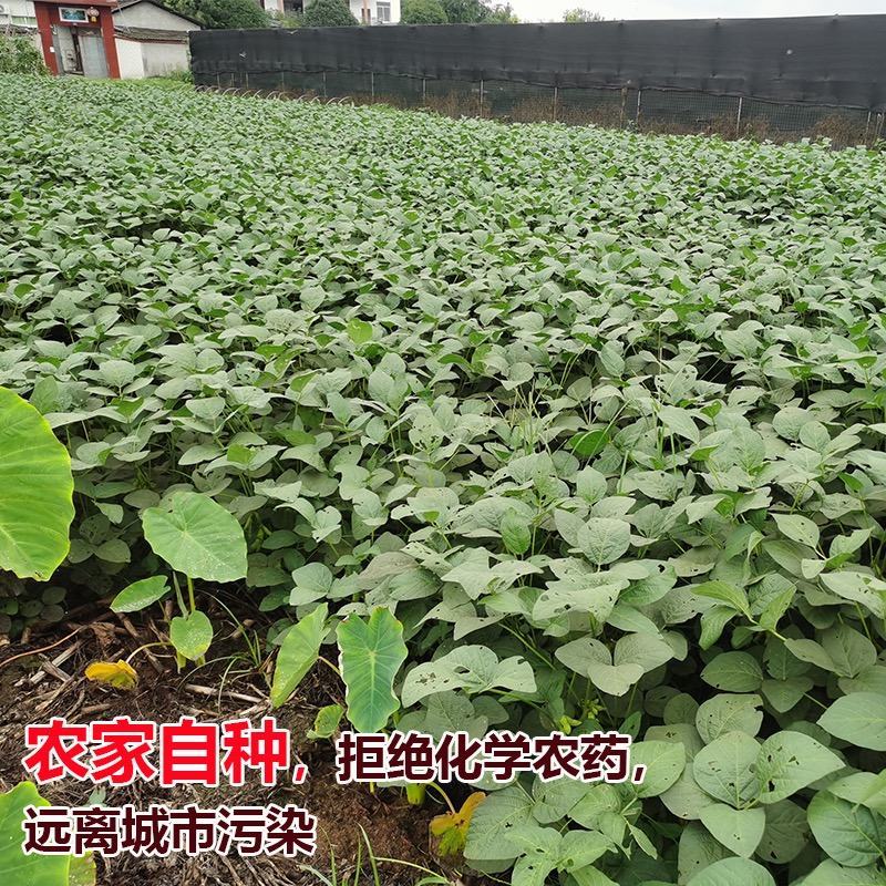安徽大青豆大量上市本地青豆种植面积广欢迎实地考察