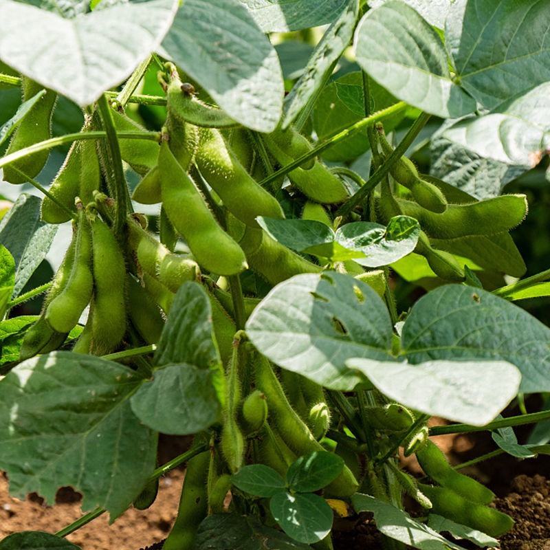 安徽大青豆大量上市本地青豆种植面积广欢迎实地考察