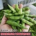安徽大青豆大量上市本地青豆种植面积广欢迎实地考察