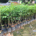 九里香小苗香花植物九里香树苗盆栽地栽四季常绿驱蚊绿植花卉