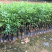 九里香小苗香花植物九里香树苗盆栽地栽四季常绿驱蚊绿植花卉