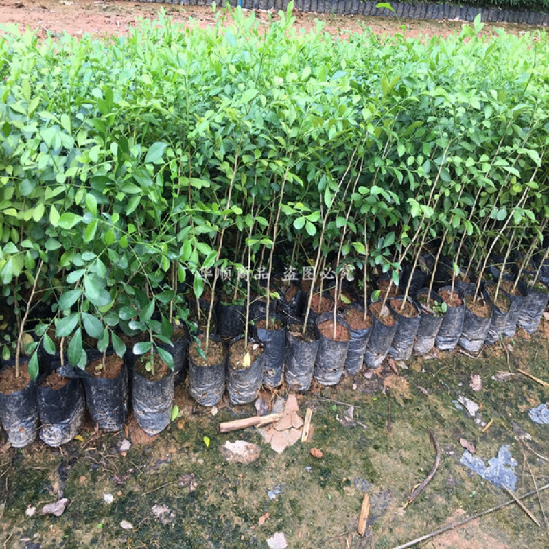 九里香小苗香花植物九里香树苗盆栽地栽四季常绿驱蚊绿植花卉