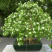 九里香小苗香花植物九里香树苗盆栽地栽四季常绿驱蚊绿植花卉