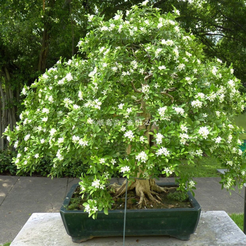九里香小苗香花植物九里香树苗盆栽地栽四季常绿驱蚊绿植花卉