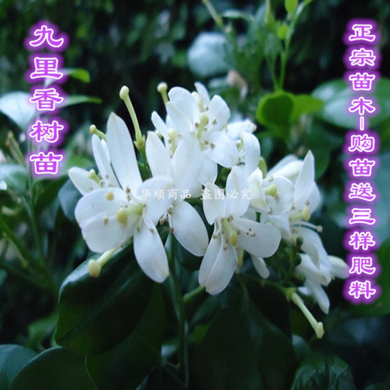 九里香小苗香花植物九里香树苗盆栽地栽四季常绿驱蚊绿植花卉