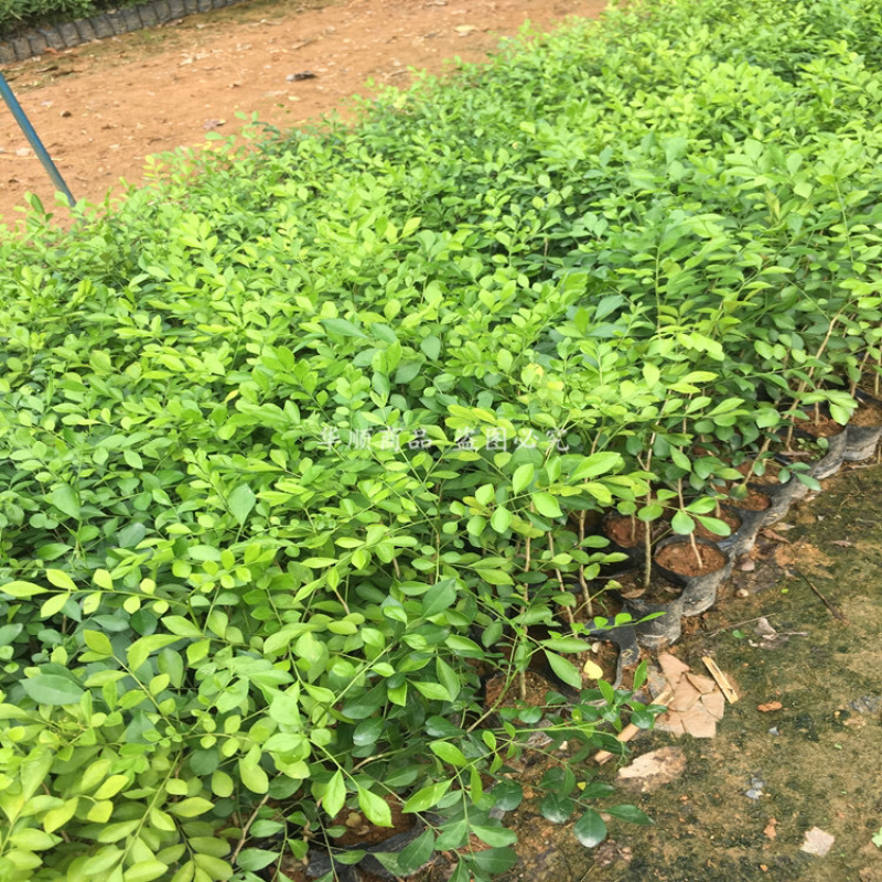 九里香小苗香花植物九里香树苗盆栽地栽四季常绿驱蚊绿植花卉