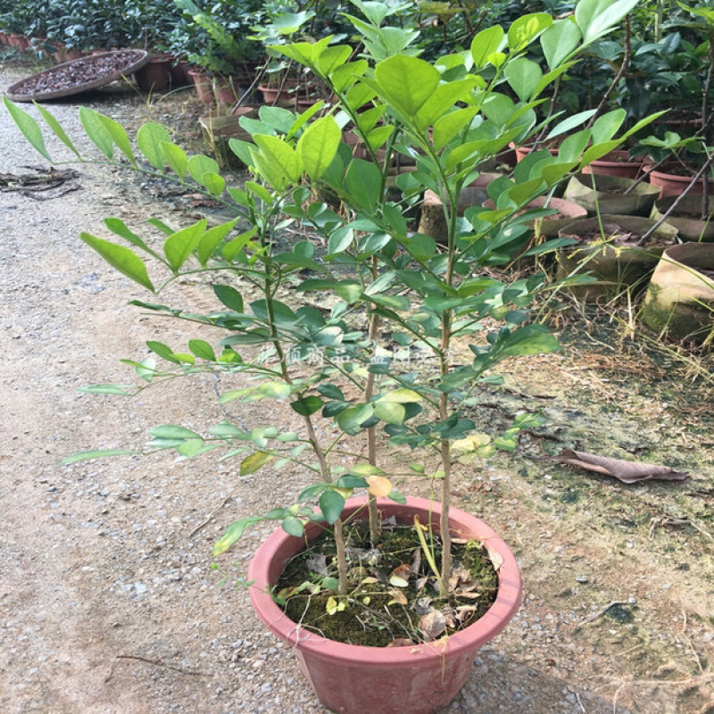 九里香小苗香花植物九里香树苗盆栽地栽四季常绿驱蚊绿植花卉