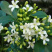 九里香小苗香花植物九里香树苗盆栽地栽四季常绿驱蚊绿植花卉