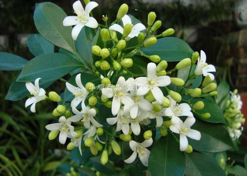 九里香小苗香花植物九里香树苗盆栽地栽四季常绿驱蚊绿植花卉