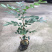 九里香小苗香花植物九里香树苗盆栽地栽四季常绿驱蚊绿植花卉