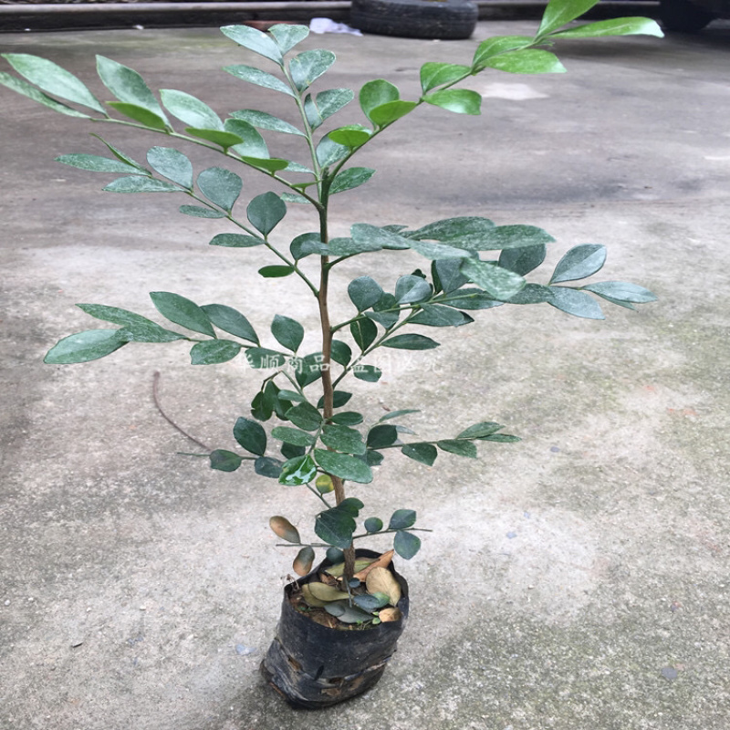 九里香小苗香花植物九里香树苗盆栽地栽四季常绿驱蚊绿植花卉