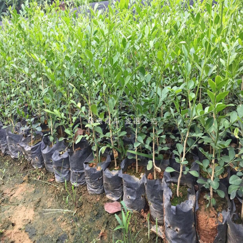 九里香小苗香花植物九里香树苗盆栽地栽四季常绿驱蚊绿植花卉