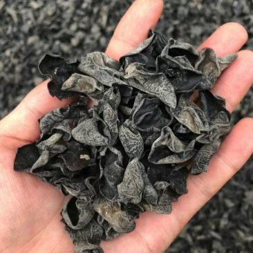 东北小木耳黑木耳跑江湖跑地摊产品水洗木耳干货