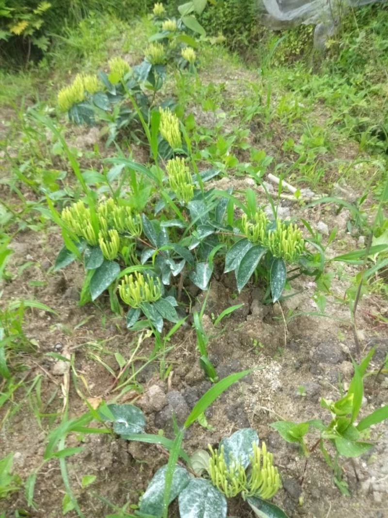 金银花（称山银花开花五彩花）