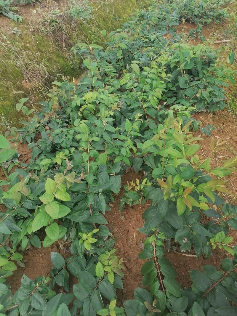 金银花（称山银花开花五彩花）