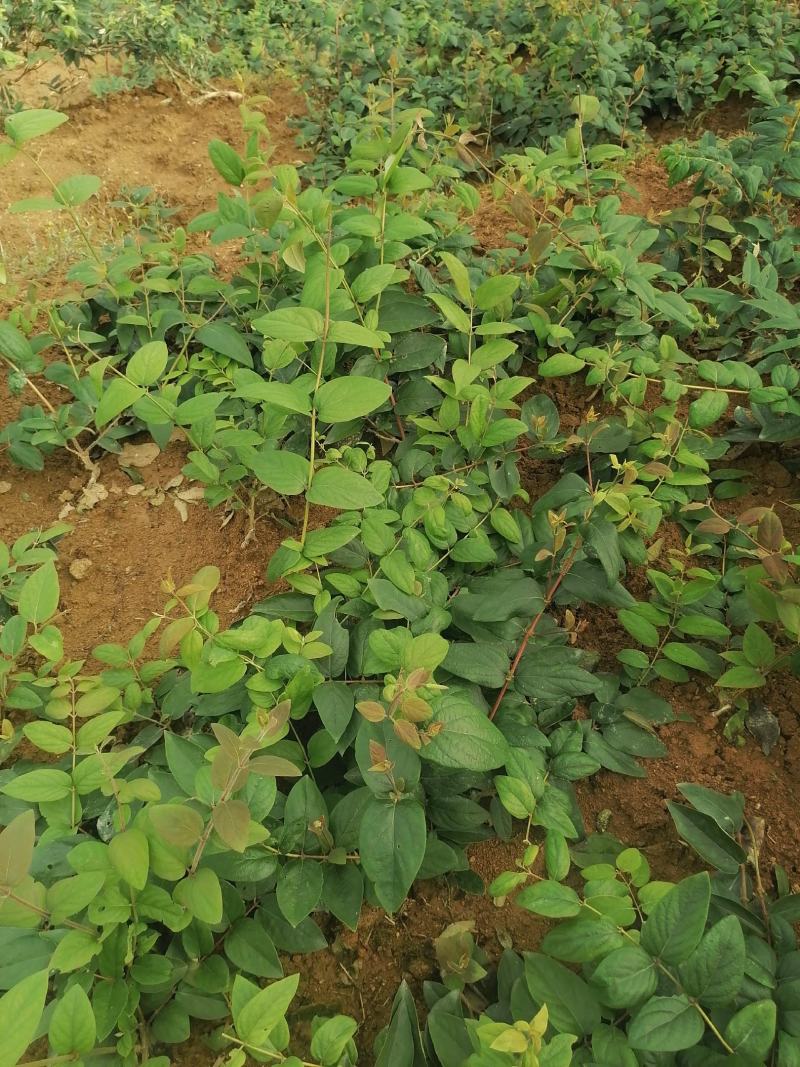 金银花（称山银花开花五彩花）