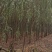 精品，垂柳，直柳，金丝柳，2-25公分，欢迎