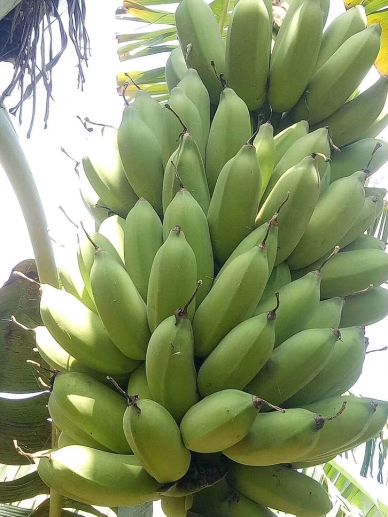 西贡蕉又名糯米香蕉粉蕉皮包肉厚软糯香甜