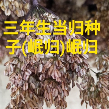 甘肃岷县三年生当归种子，新货，货源充足，欢迎各位老板选购