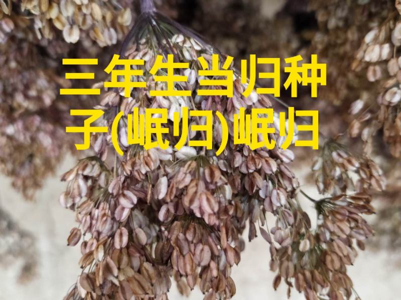 甘肃岷县三年生当归种子，新货，货源充足，欢迎各位老板选购