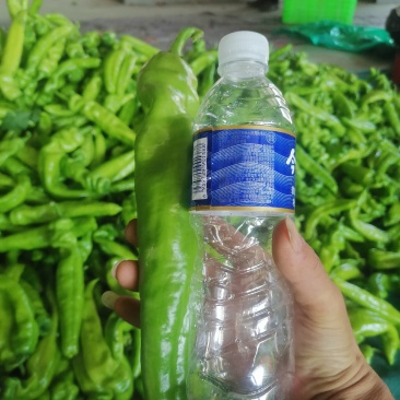 精品大棚黄皮尖椒