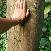 皂角树，树型好，像一把大雨伞树直没有小分枝