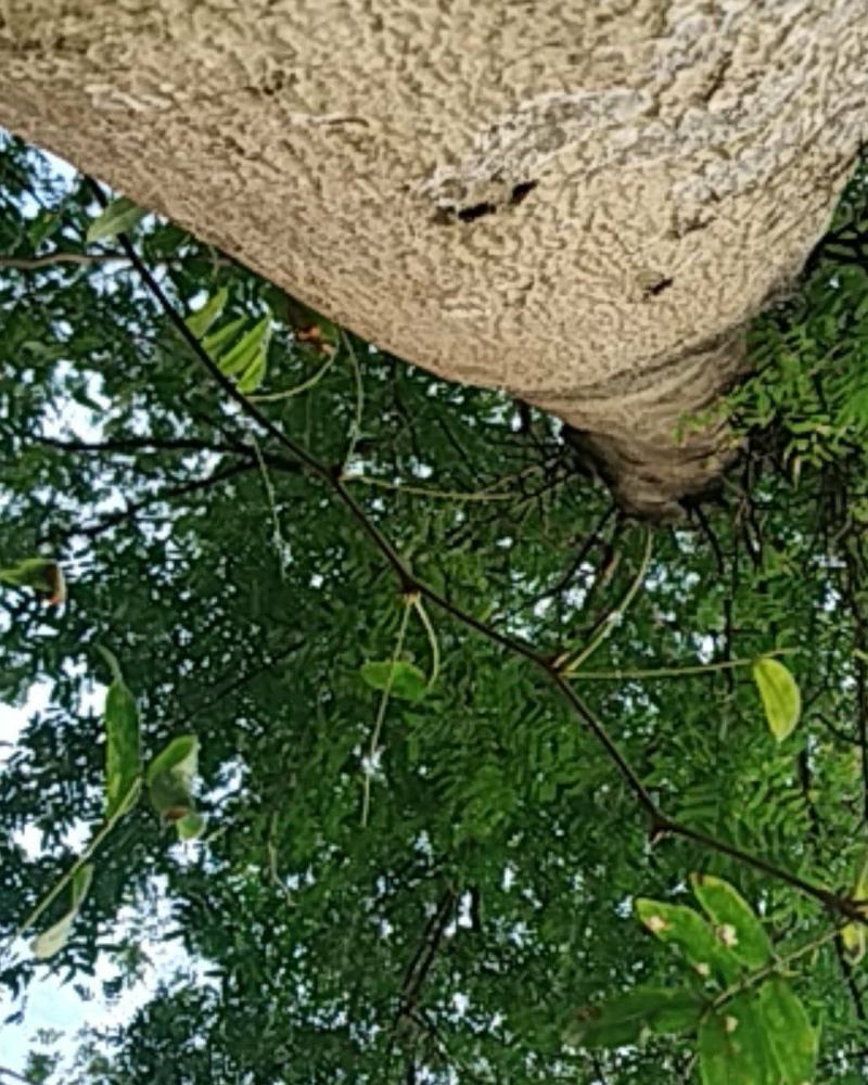 皂角树，树型好，像一把大雨伞树直没有小分枝