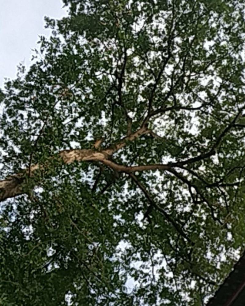 皂角树，树型好，像一把大雨伞树直没有小分枝