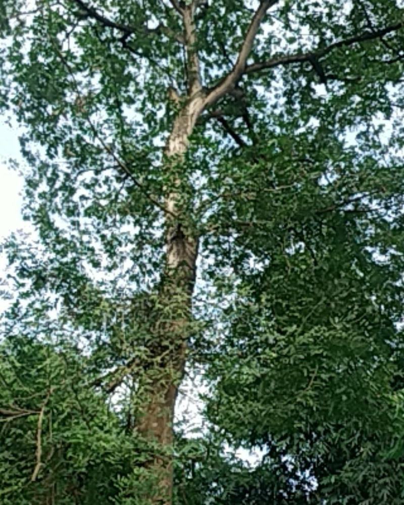 皂角树，树型好，像一把大雨伞树直没有小分枝