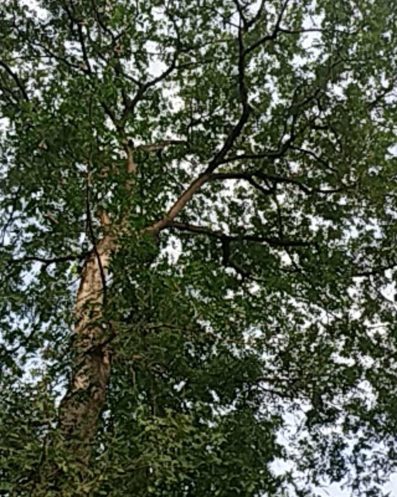 皂角树，树型好，像一把大雨伞树直没有小分枝