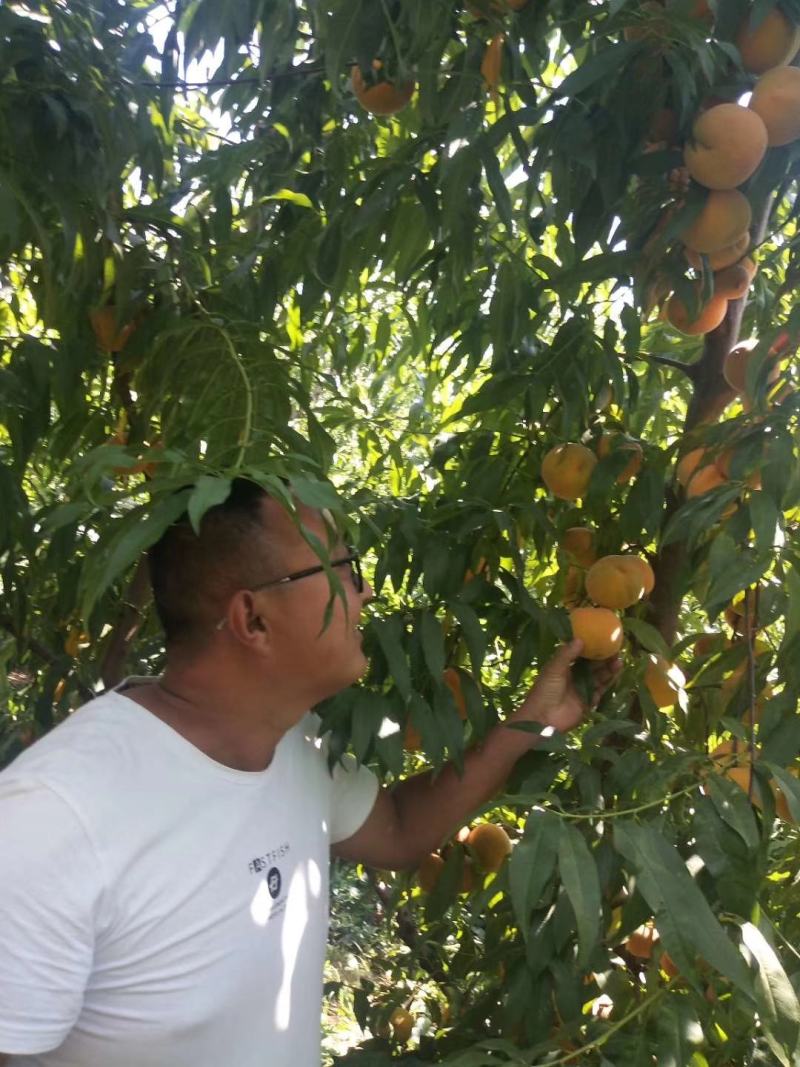 南非黄桃苗南非桃苗芒果味南非系列系列晚熟黄桃苗硬度高