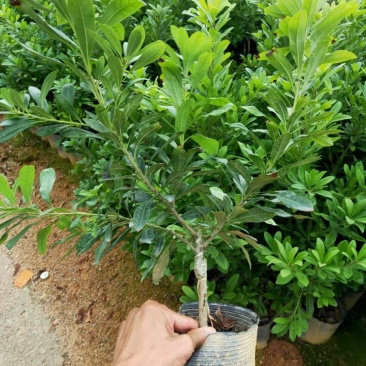 （诚信经营）嫁接东魁杨梅袋苗杯苗