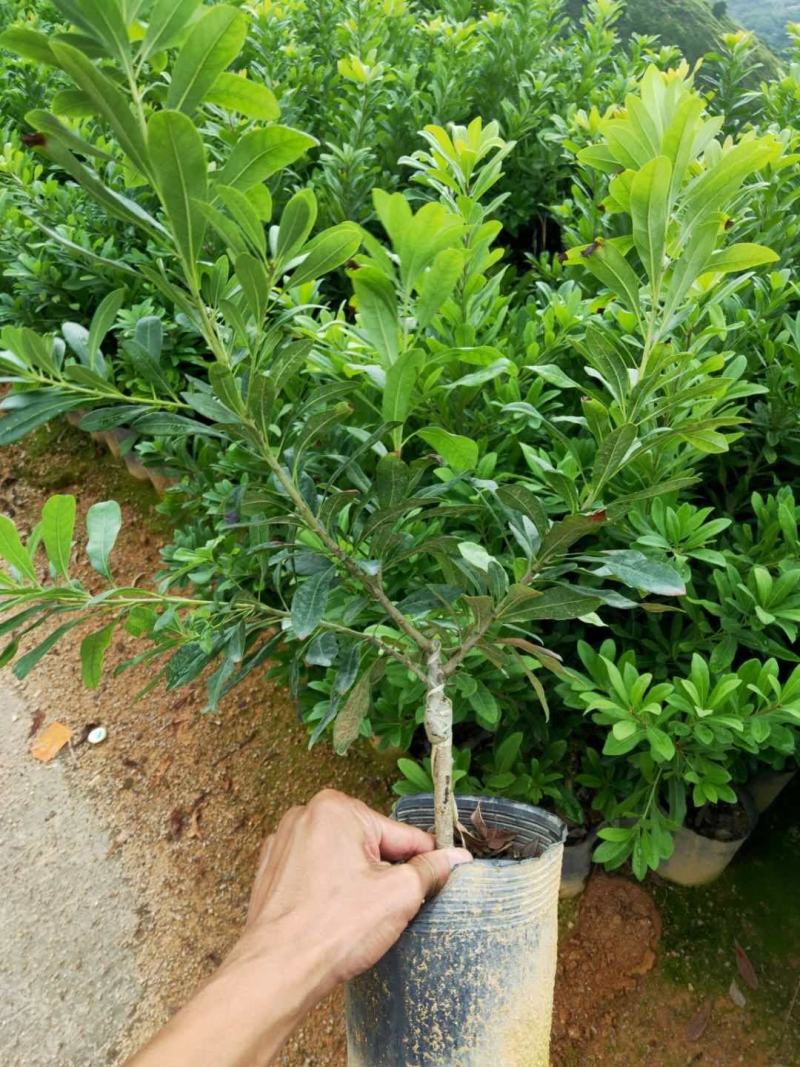 （诚信经营）嫁接东魁杨梅袋苗杯苗