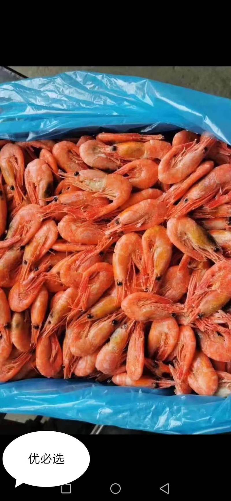 高品质北极甜虾，量大价优