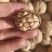 新鲜的核桃上市了，新疆185纸皮核桃，味道新鲜