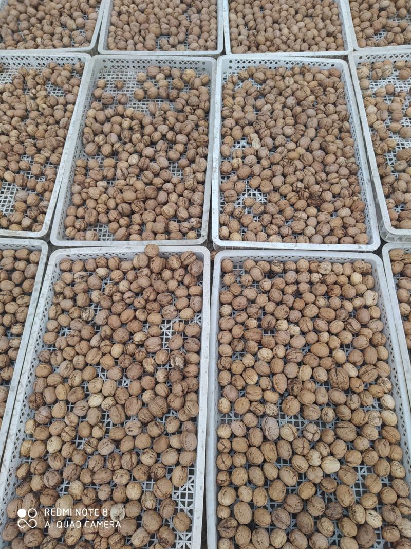 新鲜的核桃上市了，新疆185纸皮核桃，味道新鲜